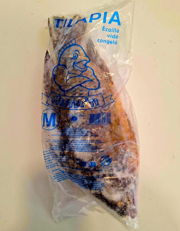 Tilapia