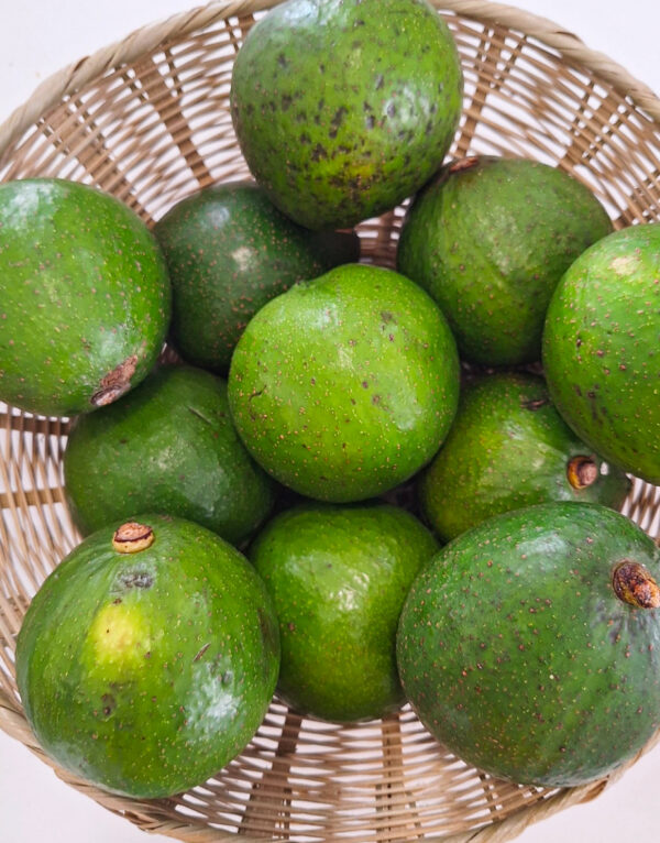 Avocat (pce)