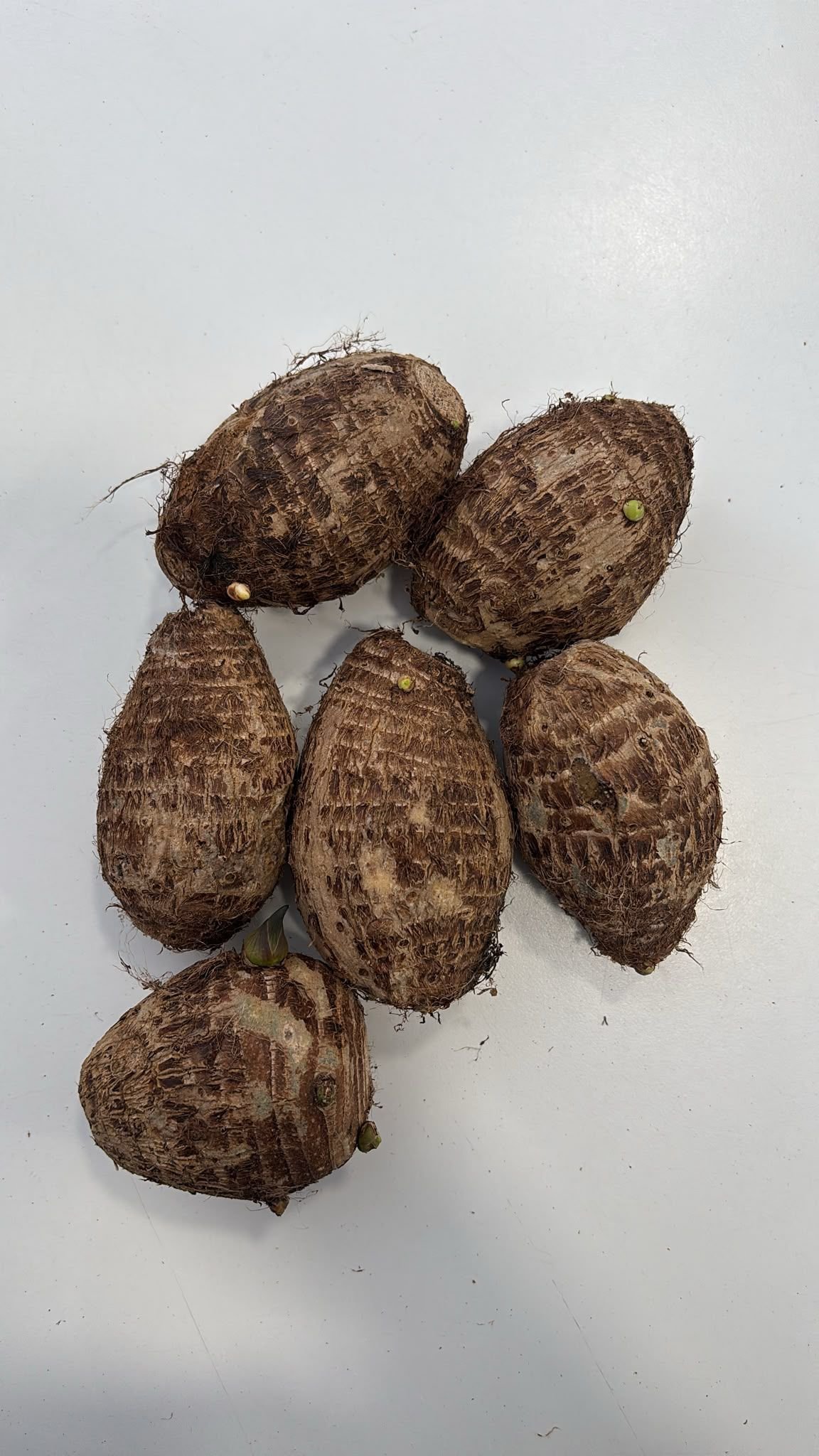 TARO KG